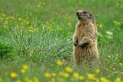 07 La marmotta in sentinella tra il verde dell'erba 